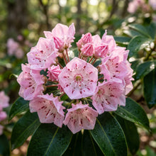 Pink Laurel Flower Seeds – Ornamental Mountain Laurel