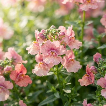 Pink Nemesia Poetry Flower Seeds for Planting