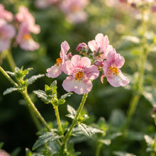 Pink Nemesia Poetry Flower Seeds for Planting