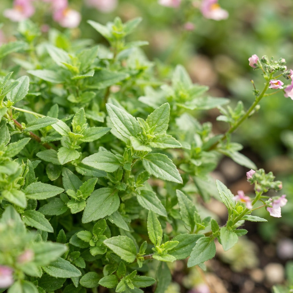 Pink Nemesia Poetry Flower Seeds for Planting