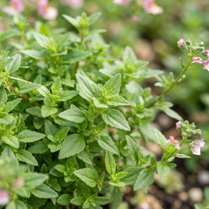 Pink Nemesia Poetry Flower Seeds for Planting