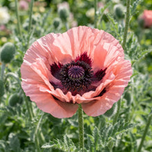 Pink Oriental Poppy Seeds for Planting