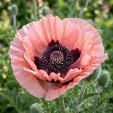 Pink Oriental Poppy Seeds for Planting
