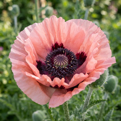 Pink Oriental Poppy Seeds for Planting