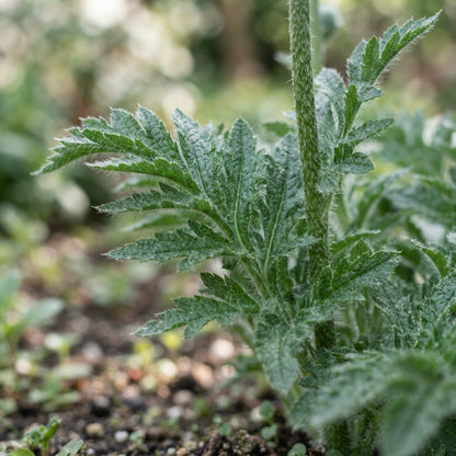 Pink Oriental Poppy Seeds for Planting