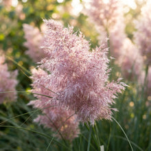 Pink Pampas Grass Seeds for Planting