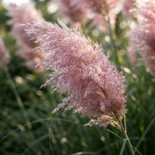 Pink Pampas Grass Seeds for Planting
