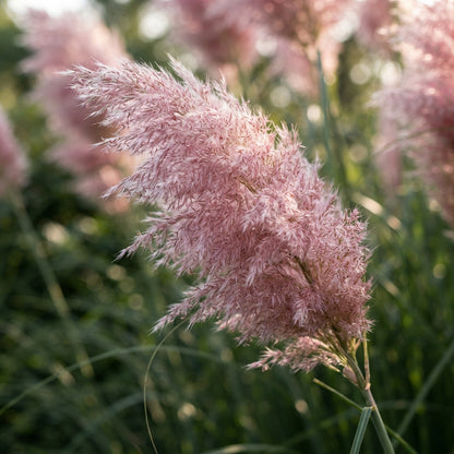 Pink Pampas Grass Seeds for Planting
