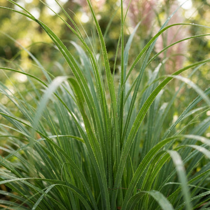 Pink Pampas Grass Seeds for Planting