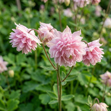 Pink Petticoat Columbine Seeds for Planting