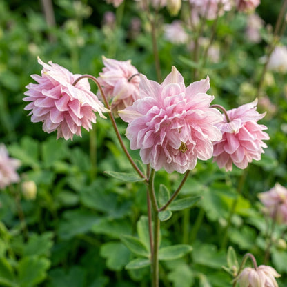 Pink Petticoat Columbine Seeds for Planting