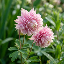 Pink Petticoat Columbine Seeds for Planting