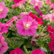 Bright Pink Petunia Seeds - Pink Petunia Flower Seeds for Garden