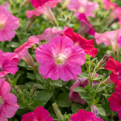 Bright Pink Petunia Seeds - Pink Petunia Flower Seeds for Garden