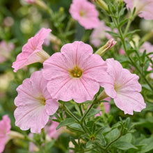 Soft Pink Petunia Seeds For Planting