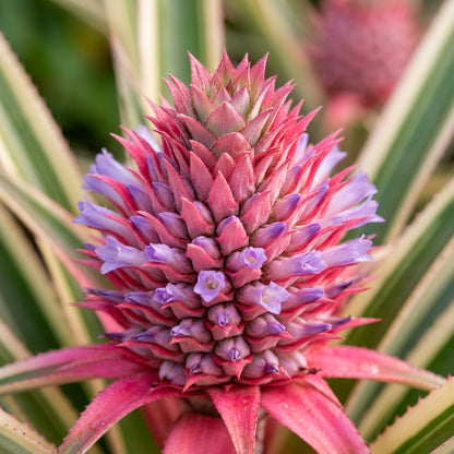 Pink Pineapple Seeds for Planting