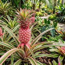 Pink Pineapple Seeds for Planting