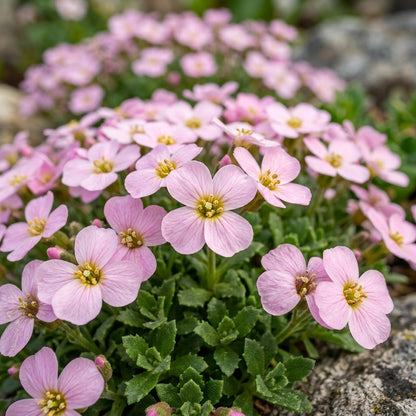 Light Pink Rock Cress Flower Seeds for Garden Planting
