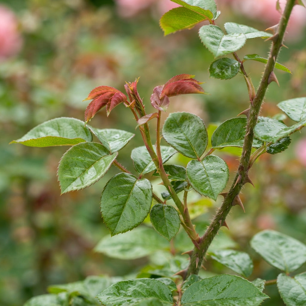 Pink Rose Flower Seeds for Garden Planting