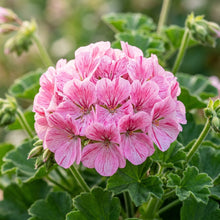 Pink Striped Geranium Flower Seeds for Planting