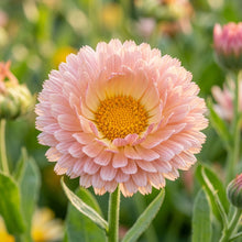 Pink Surprise Calendula Seeds – Soft Pink Blooms