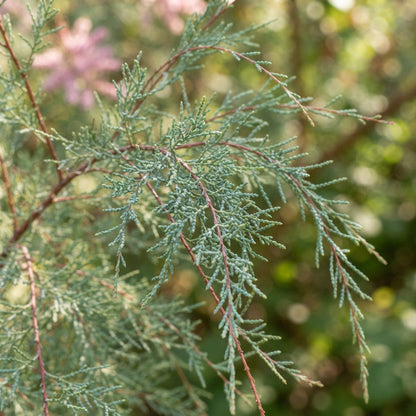 Pink Tamarix ramosissima Seeds for Planting