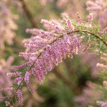 Pink Tamarix ramosissima Seeds for Planting