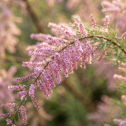 Pink Tamarix ramosissima Seeds for Planting