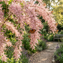 Pink Tamarix ramosissima Seeds for Planting