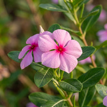 Pink Vinca Rosea Flower Seeds For Planting