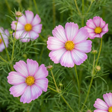 Pink White Cosmos Flower Seeds For Planting