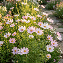 Pink White Cosmos Flower Seeds For Planting