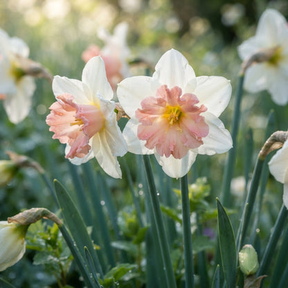 Pink White Daffodils Flower Seeds - Daffodil Flower Seeds for Garden