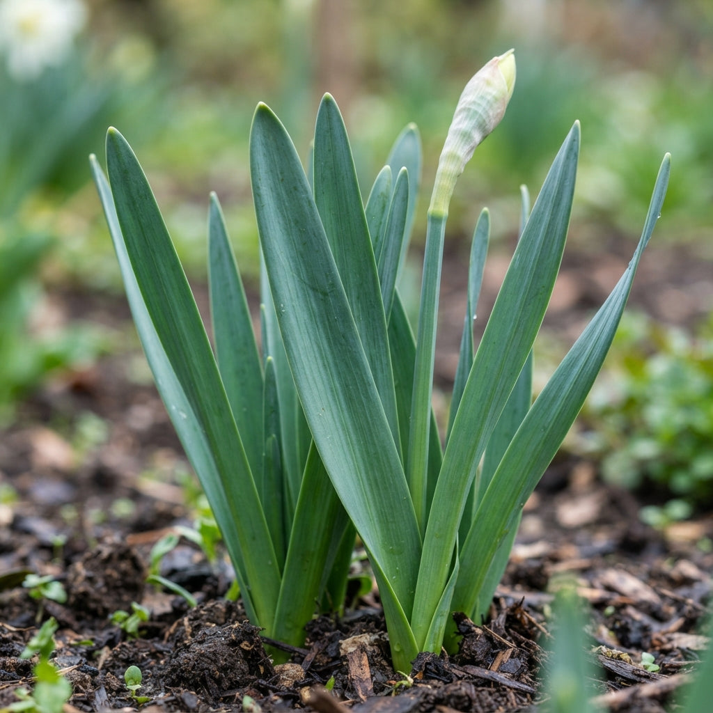 Pink White Daffodils Flower Seeds - Daffodil Flower Seeds for Garden
