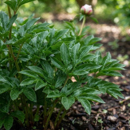Pink and White Japanese Peony Flower Seeds for Planting