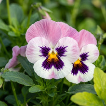 Pink White Pansy Flower Seeds For Planting