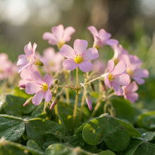 Pink Wood Sorrel Seeds for Planting