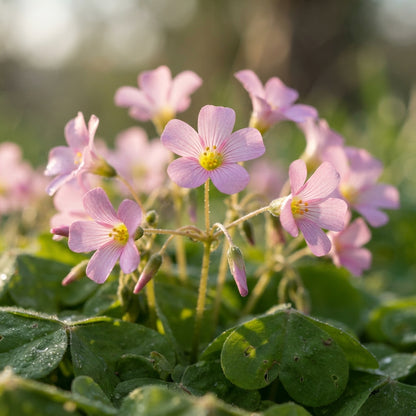 Pink Wood Sorrel Seeds for Planting