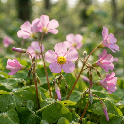Pink Wood Sorrel Seeds for Planting