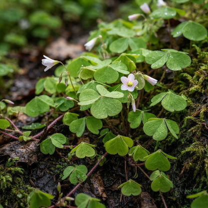 Pink Wood Sorrel Seeds for Planting