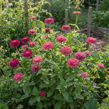 Pink Zinnia Seeds For Planting