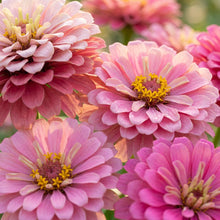 Pink Zinnia Seeds For Planting