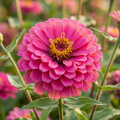 Pink Zinnia Flower Seeds – Bright Seasonal Colour