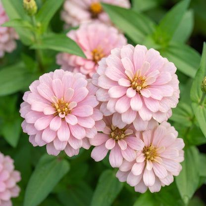 Light Pink Zinnia Flower Seeds for Planting
