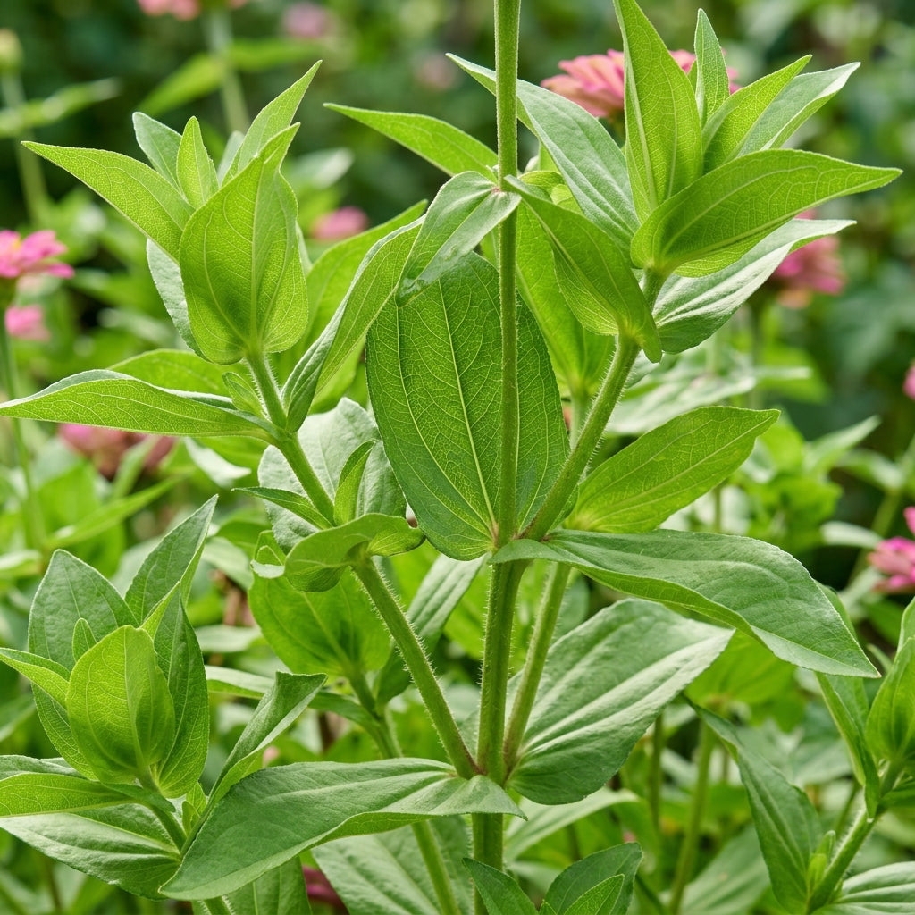 Pink Zinnia Flower Seeds – Bright Seasonal Colour