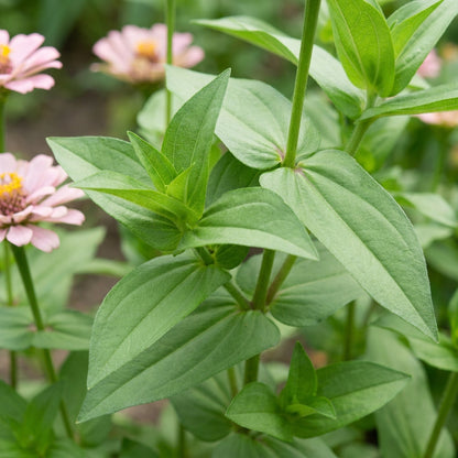 Light Pink Zinnia Flower Seeds for Planting