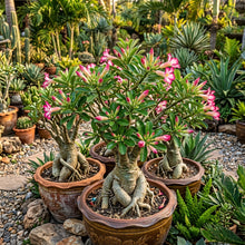 Pink and White Adenium obesum (Desert Rose) Flower Seeds for Planting