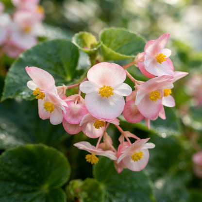 Pink and White Begonia Flower Seeds for Garden Planting