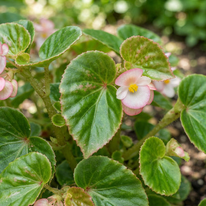 Pink and White Begonia Flower Seeds for Garden Planting