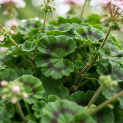 Pink and White Geranium Flower Seeds for Garden Planting